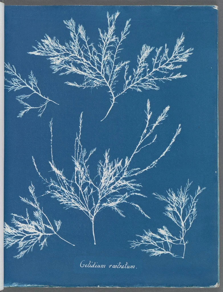 An illustration from Photographs of British algae: cyanotype impressions, 1843, leaf 140