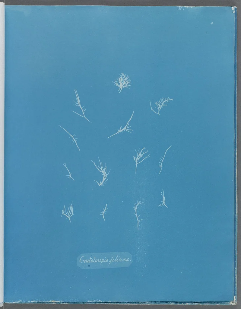 An illustration from Photographs of British algae: cyanotype impressions, 1843, leaf 141