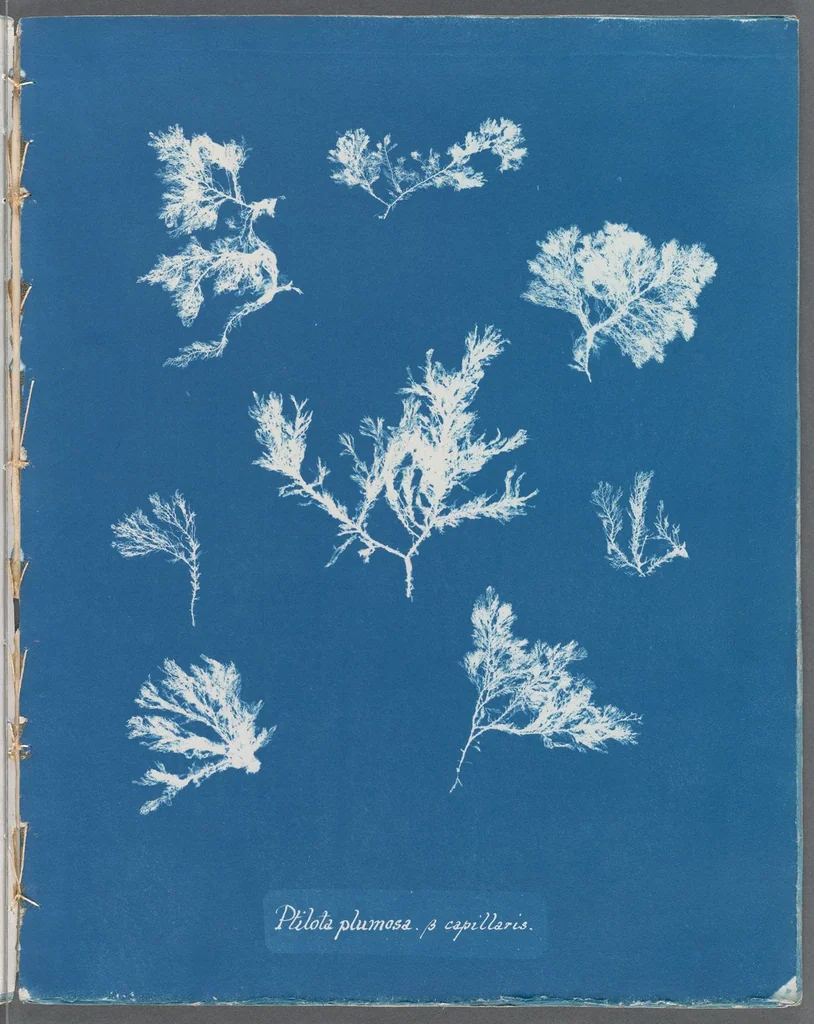 An illustration from Photographs of British algae: cyanotype impressions, 1843, leaf 143