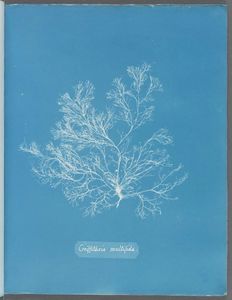 An illustration from Photographs of British algae: cyanotype impressions, 1843, leaf 145
