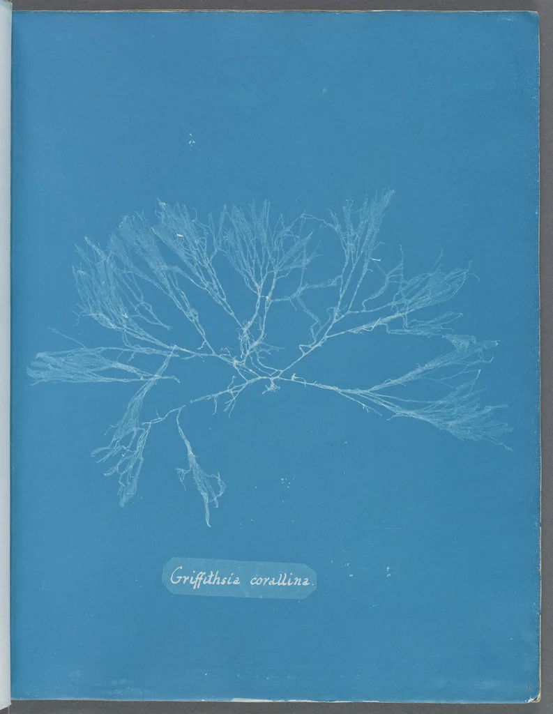An illustration from Photographs of British algae: cyanotype impressions, 1843, leaf 146