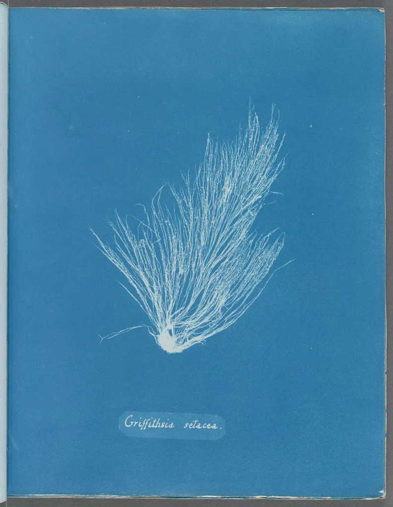 An illustration from Photographs of British algae: cyanotype impressions, 1843, leaf 147