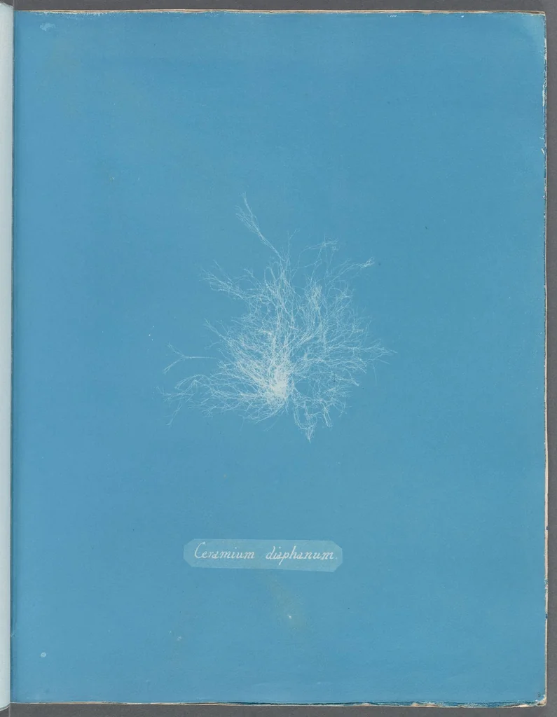 An illustration from Photographs of British algae: cyanotype impressions, 1843, leaf 149