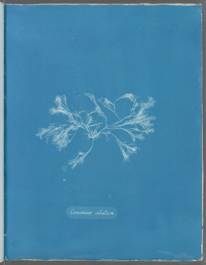 An illustration from Photographs of British algae: cyanotype impressions, 1843, leaf 150
