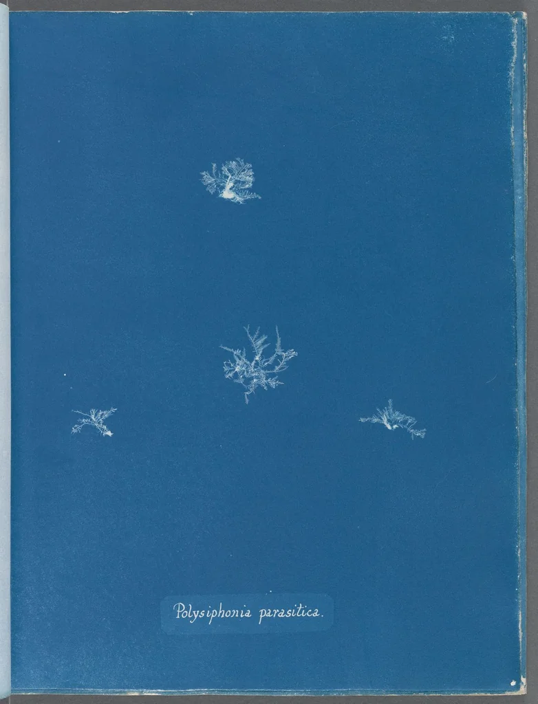 An illustration from Photographs of British algae: cyanotype impressions, 1843, leaf 156