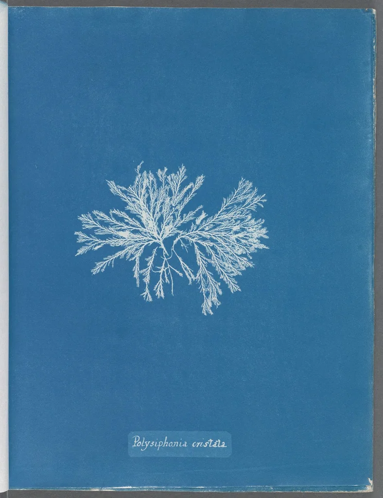 An illustration from Photographs of British algae: cyanotype impressions, 1843, leaf 157