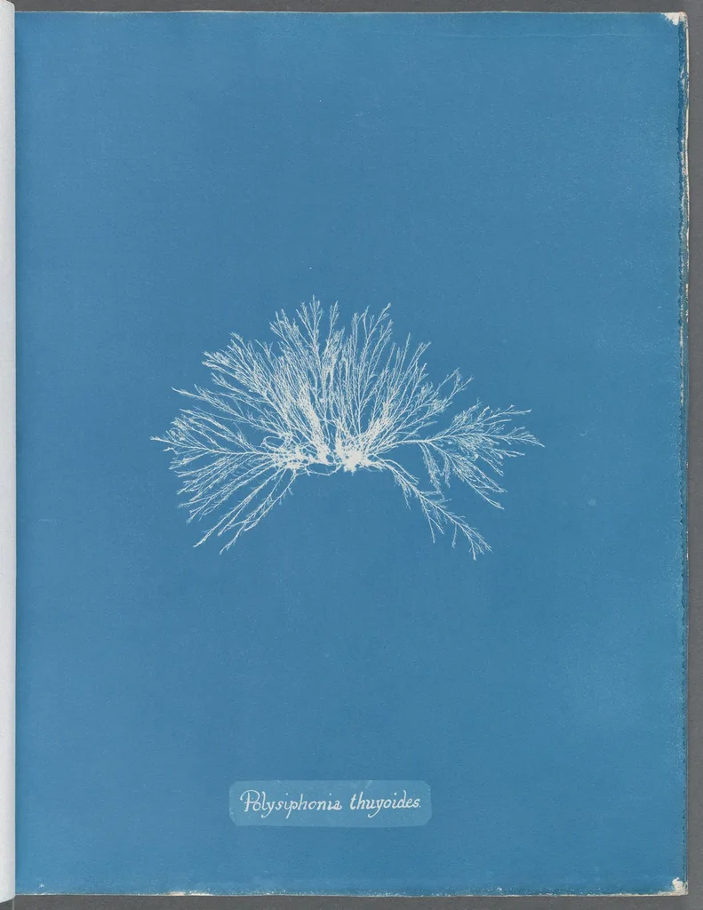 An illustration from Photographs of British algae: cyanotype impressions, 1843, leaf 158