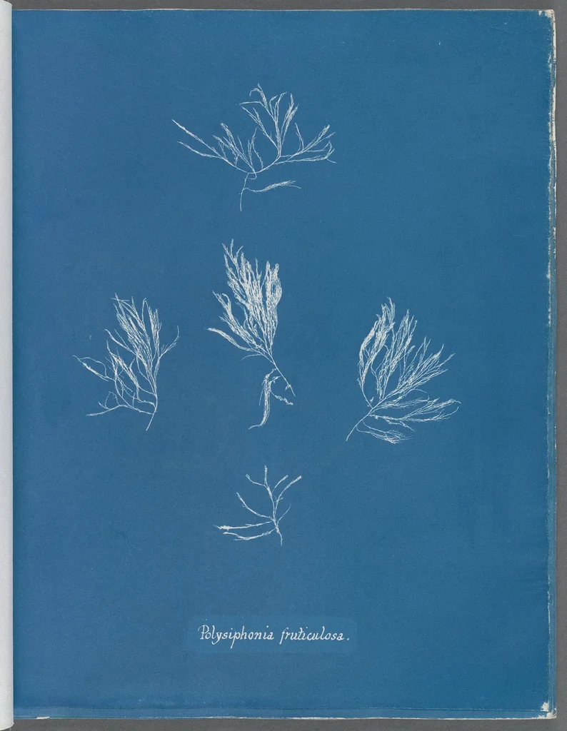 An illustration from Photographs of British algae: cyanotype impressions, 1843, leaf 159
