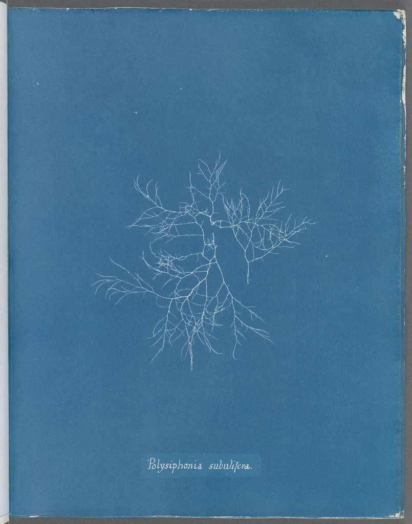 An illustration from Photographs of British algae: cyanotype impressions, 1843, leaf 160