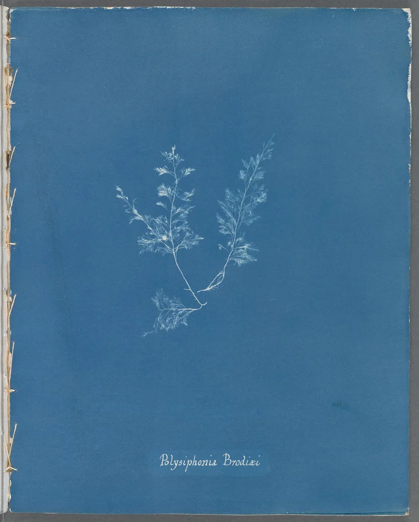 An illustration from Photographs of British algae: cyanotype impressions, 1843, leaf 163