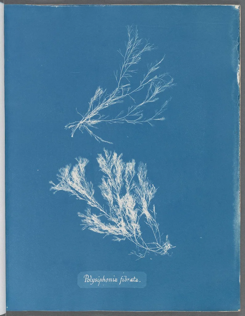 An illustration from Photographs of British algae: cyanotype impressions, 1843, leaf 164