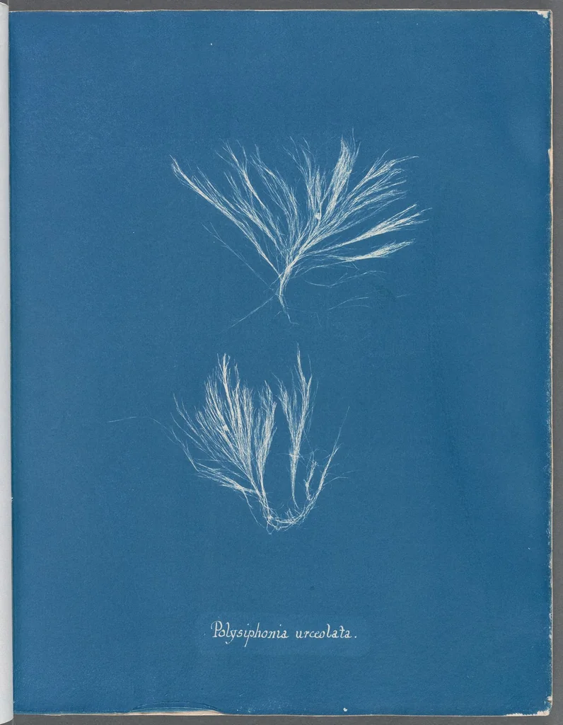 An illustration from Photographs of British algae: cyanotype impressions, 1843, leaf 165