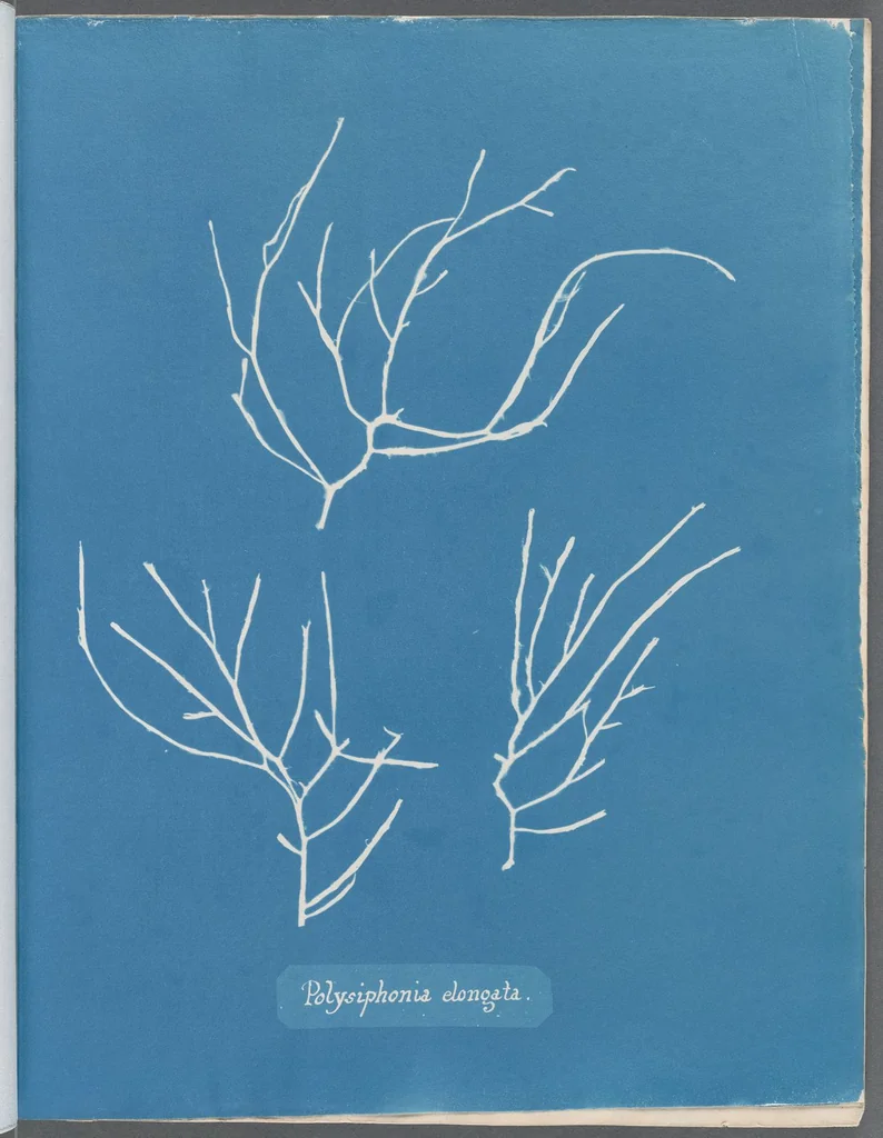 An illustration from Photographs of British algae: cyanotype impressions, 1843, leaf 166