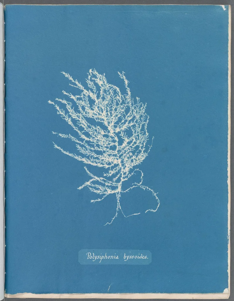 An illustration from Photographs of British algae: cyanotype impressions, 1843, leaf 167