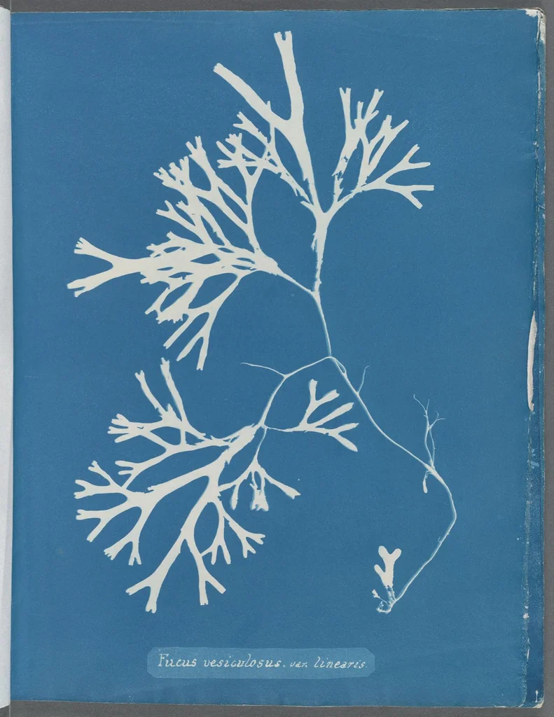 An illustration from Photographs of British algae: cyanotype impressions, 1843, leaf 173