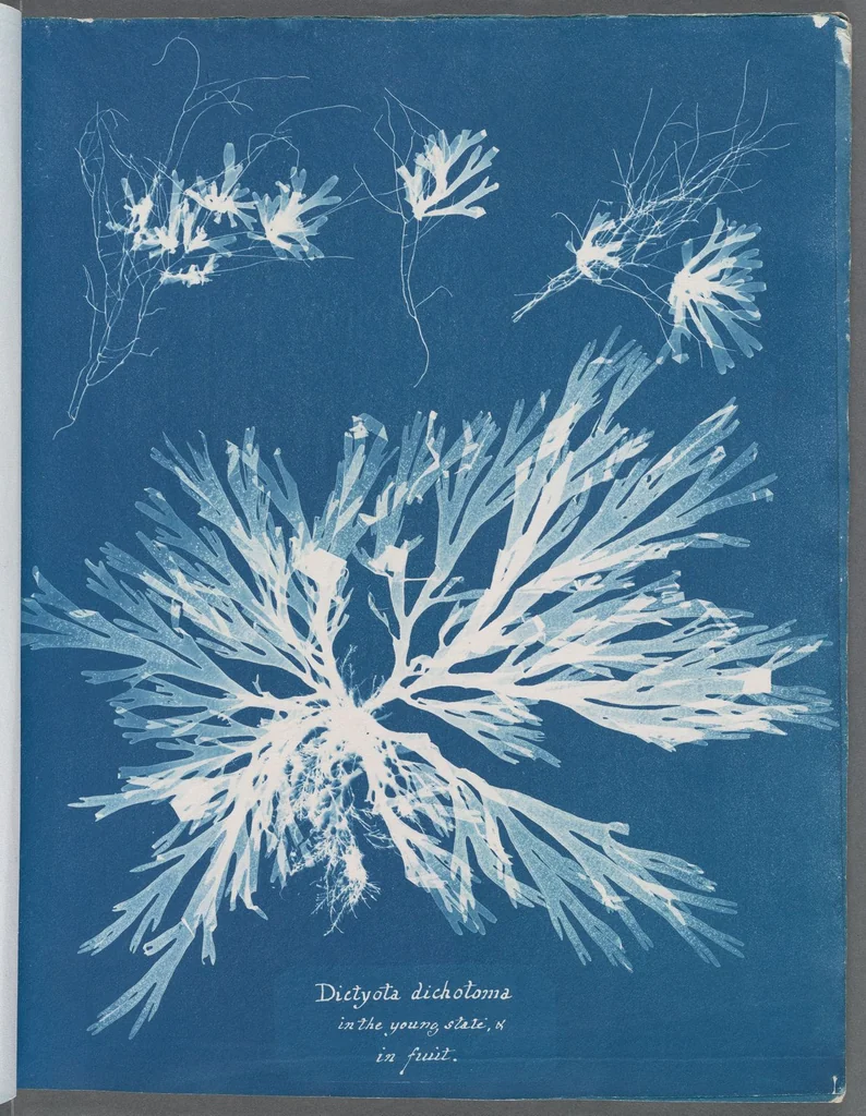An illustration from Photographs of British algae: cyanotype impressions, 1843, leaf 174