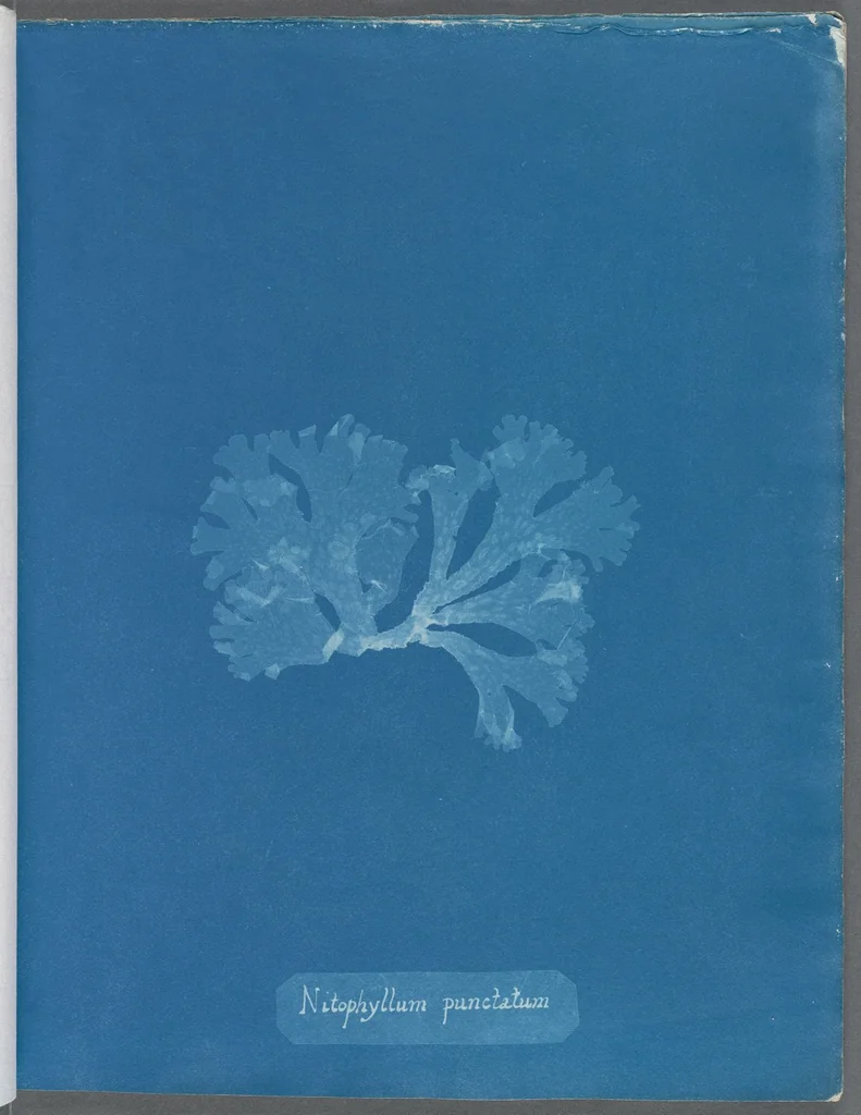An illustration from Photographs of British algae: cyanotype impressions, 1843, leaf 175