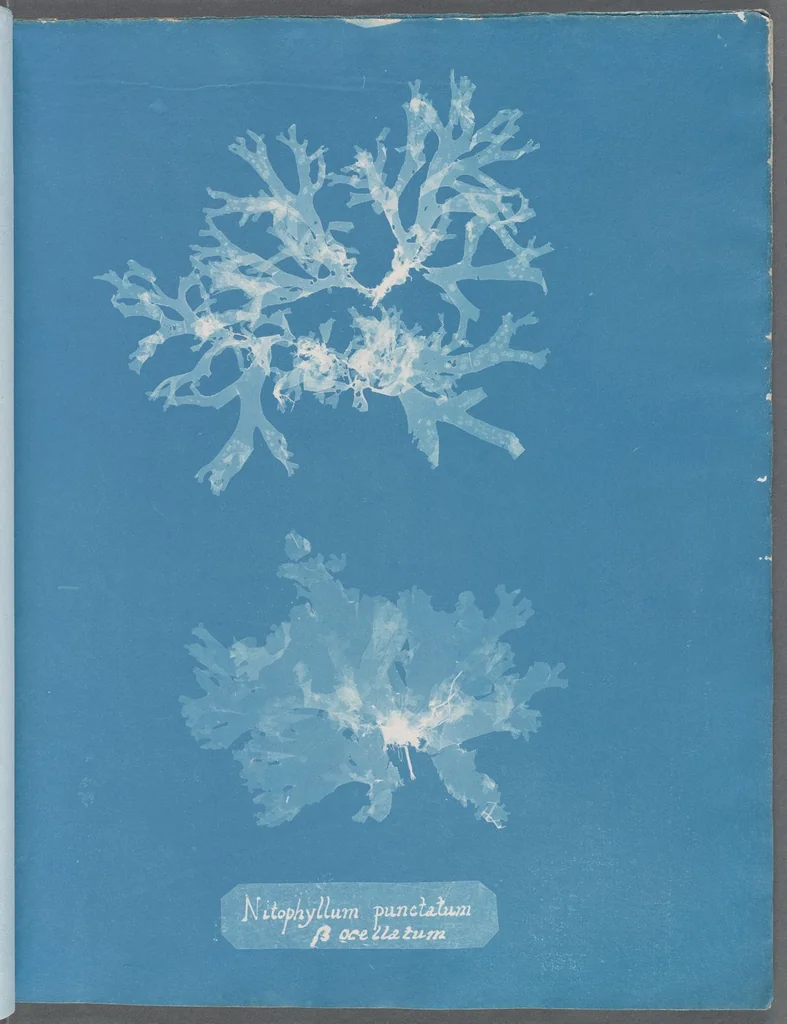 An illustration from Photographs of British algae: cyanotype impressions, 1843, leaf 176