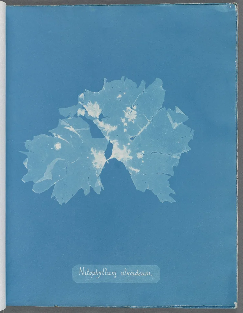 An illustration from Photographs of British algae: cyanotype impressions, 1843, leaf 177