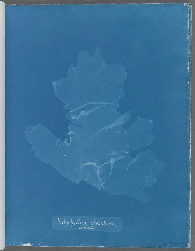 An illustration from Photographs of British algae: cyanotype impressions, 1843, leaf 178