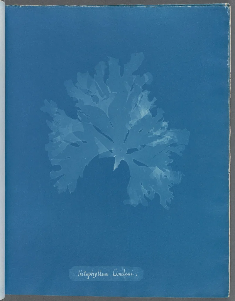 An illustration from Photographs of British algae: cyanotype impressions, 1843, leaf 179