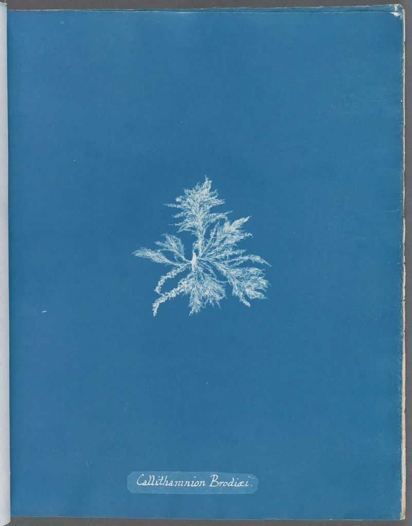 An illustration from Photographs of British algae: cyanotype impressions, 1843, leaf 181