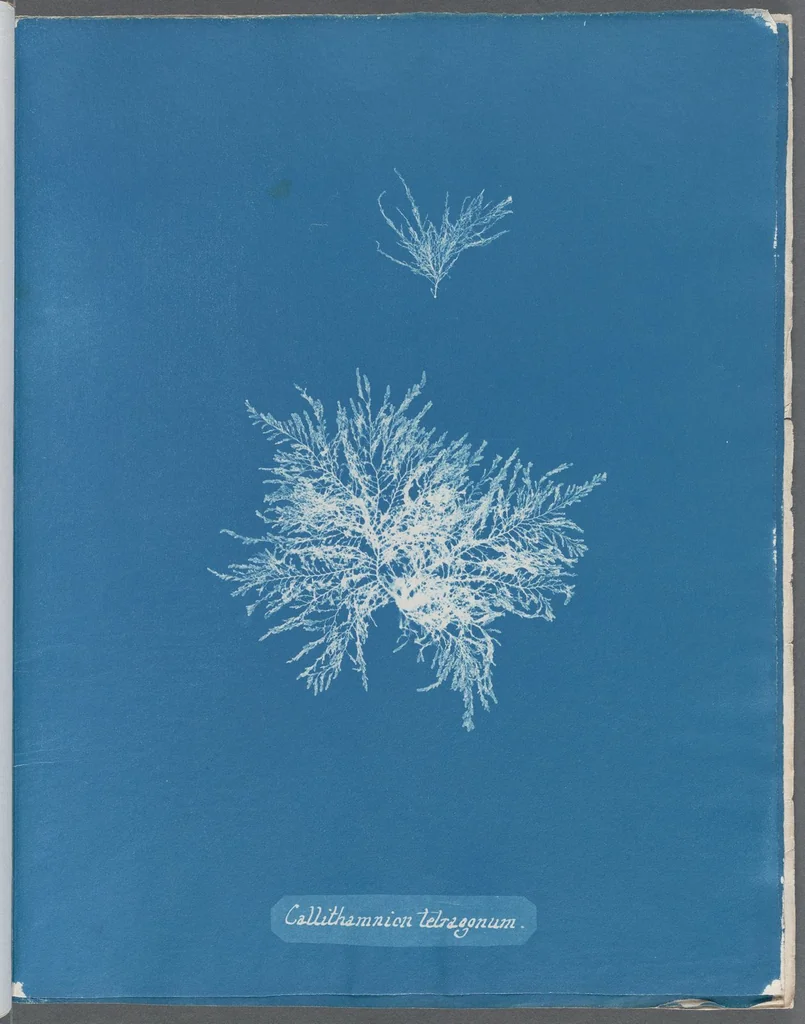 An illustration from Photographs of British algae: cyanotype impressions, 1843, leaf 183