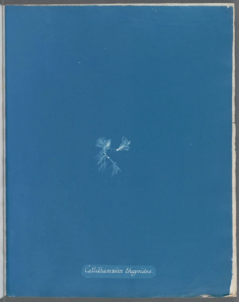 An illustration from Photographs of British algae: cyanotype impressions, 1843, leaf 184