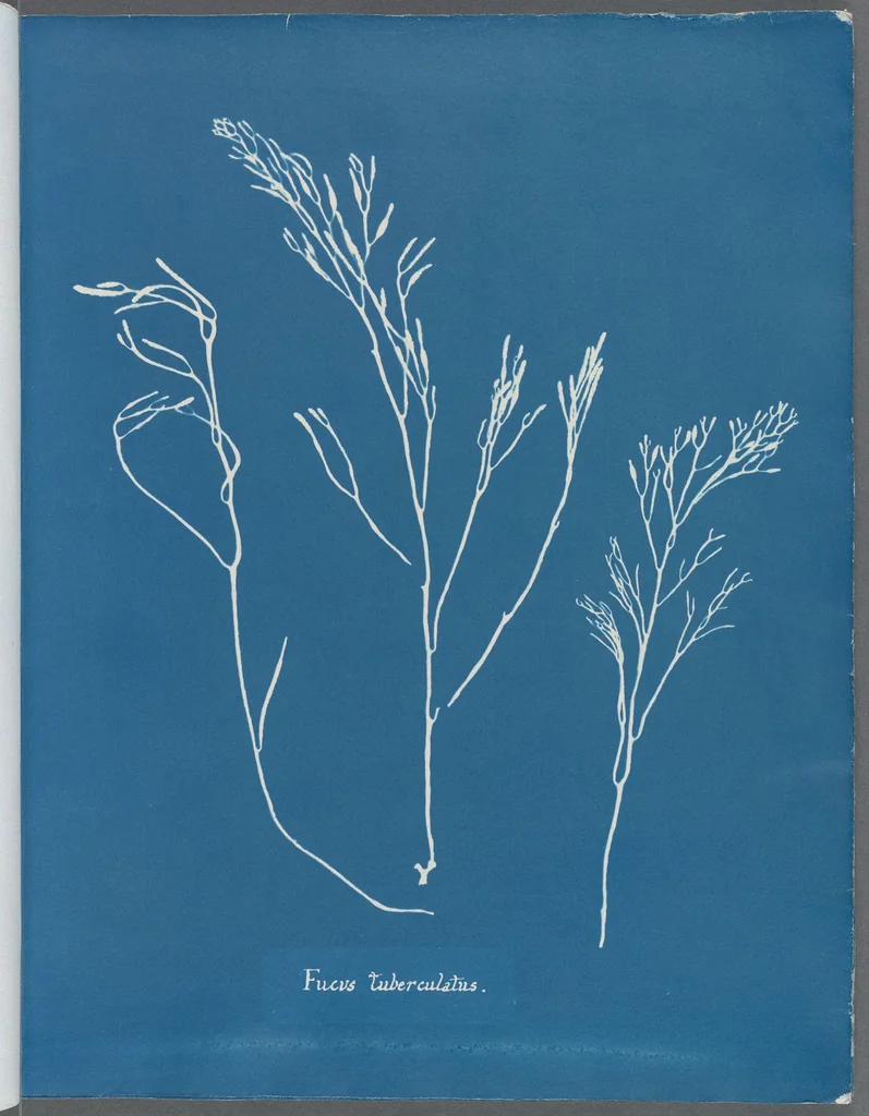 An illustration from Photographs of British algae: cyanotype impressions, 1843, leaf 190