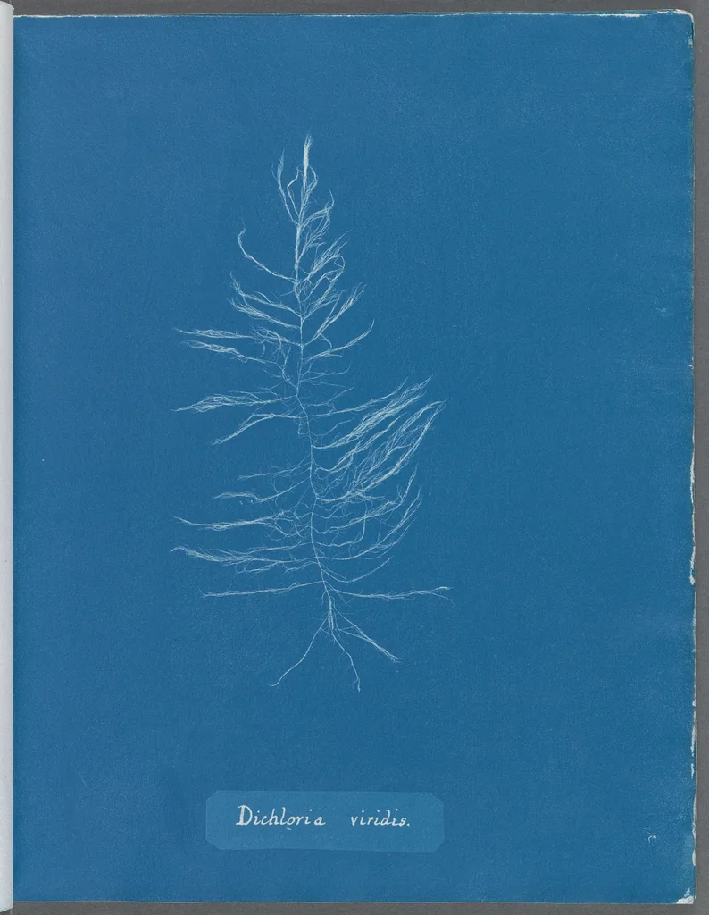 An illustration from Photographs of British algae: cyanotype impressions, 1843, leaf 193
