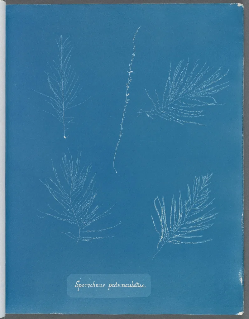 An illustration from Photographs of British algae: cyanotype impressions, 1843, leaf 194