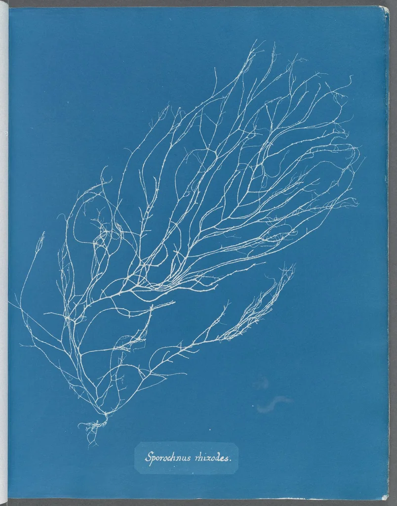 An illustration from Photographs of British algae: cyanotype impressions, 1843, leaf 195