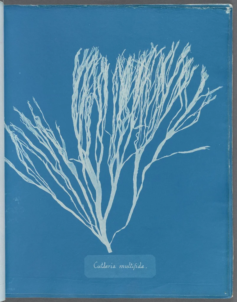 An illustration from Photographs of British algae: cyanotype impressions, 1843, leaf 197