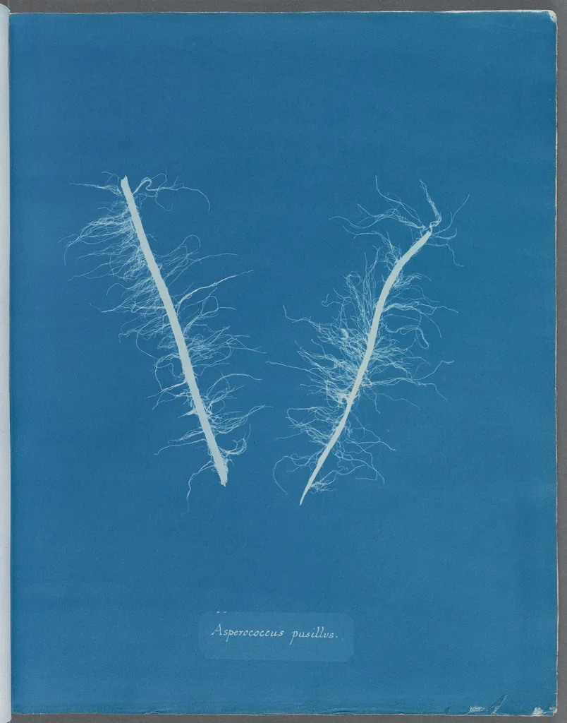 An illustration from Photographs of British algae: cyanotype impressions, 1843, leaf 199