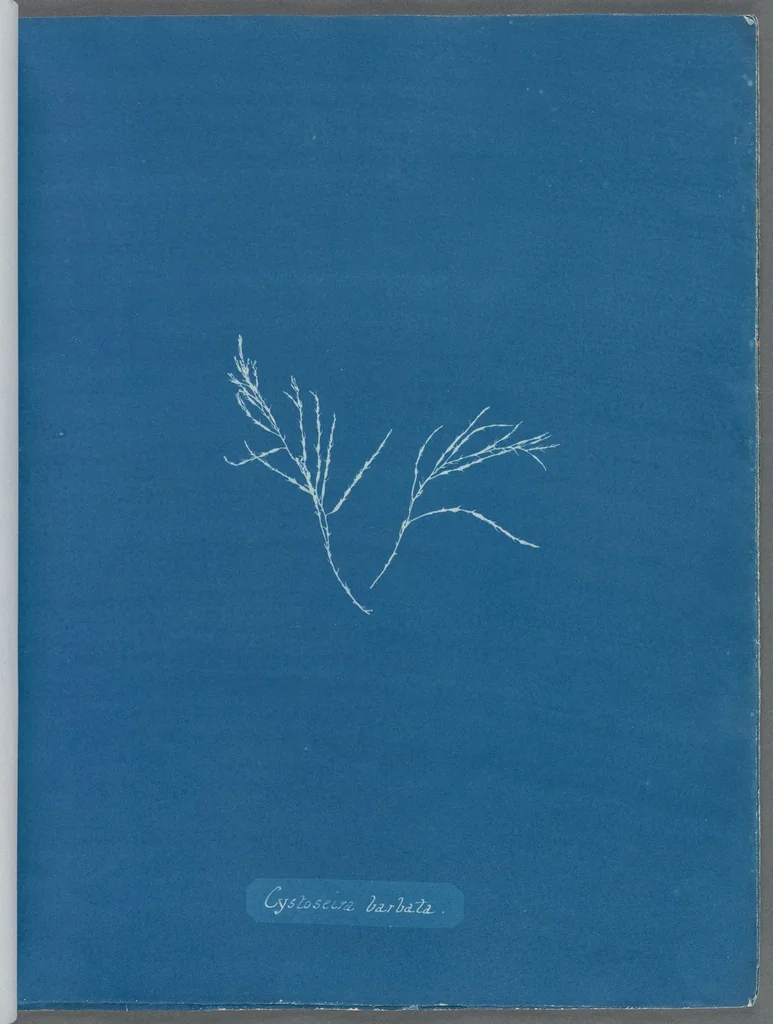 An illustration from Photographs of British algae: cyanotype impressions, 1843, leaf 20