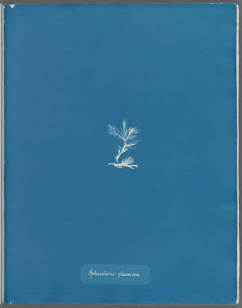 An illustration from Photographs of British algae: cyanotype impressions, 1843, leaf 200