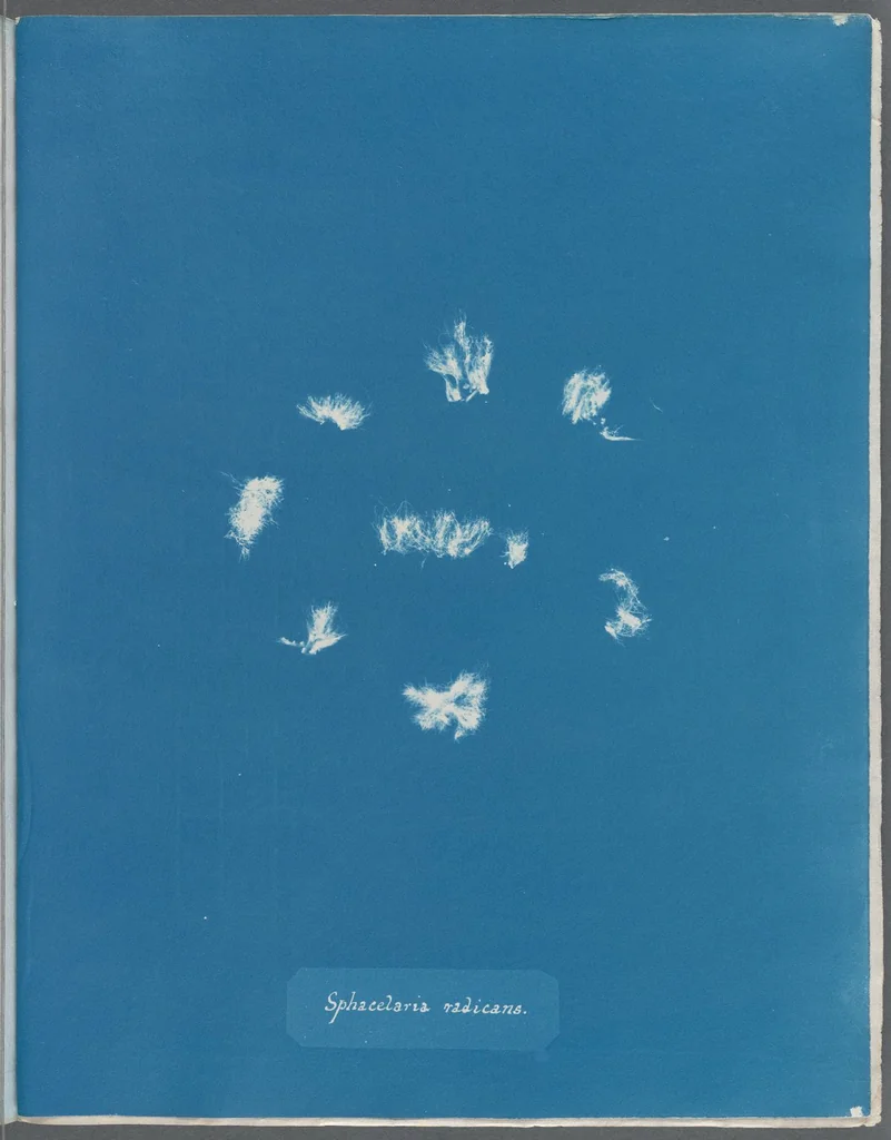 An illustration from Photographs of British algae: cyanotype impressions, 1843, leaf 201