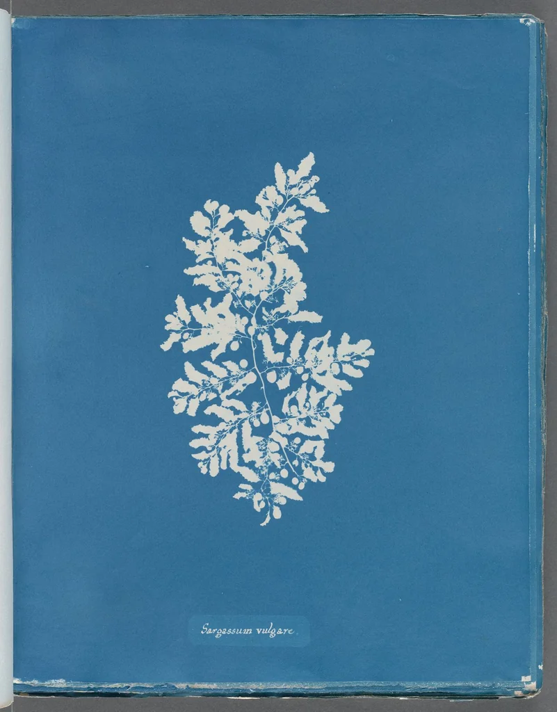 An illustration from Photographs of British algae: cyanotype impressions, 1843, leaf 208