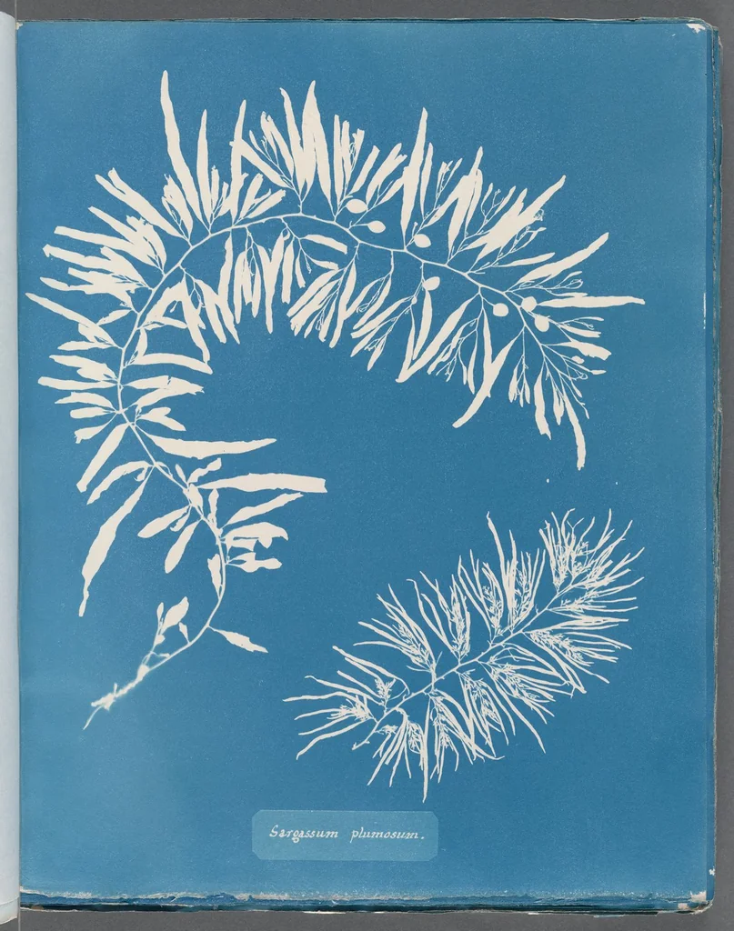 An illustration from Photographs of British algae: cyanotype impressions, 1843, leaf 209