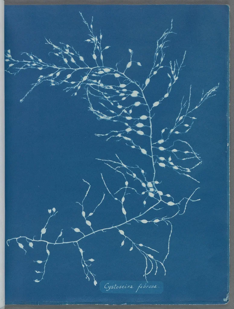 An illustration from Photographs of British algae: cyanotype impressions, 1843, leaf 21