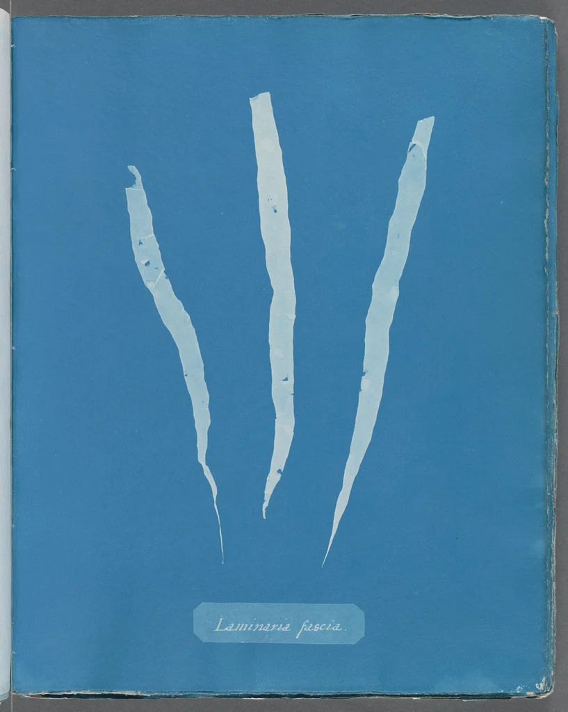 An illustration from Photographs of British algae: cyanotype impressions, 1843, leaf 214