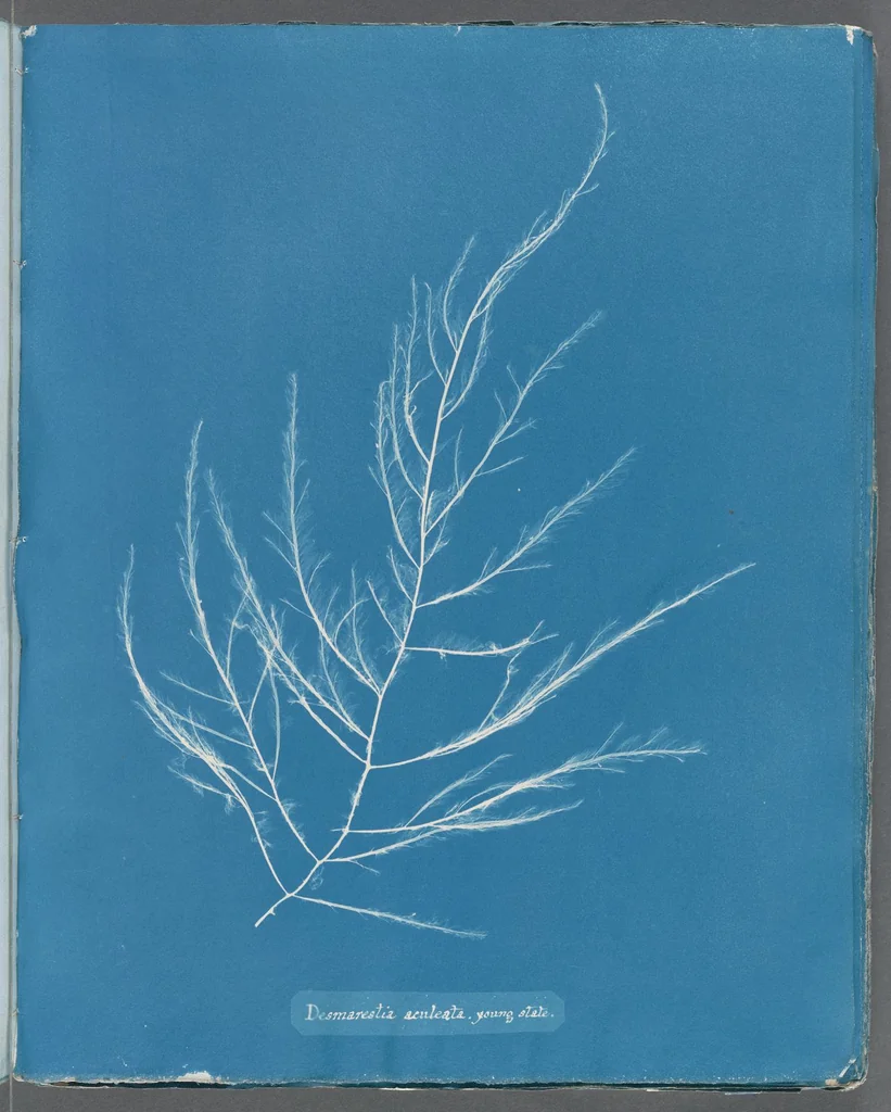 An illustration from Photographs of British algae: cyanotype impressions, 1843, leaf 215