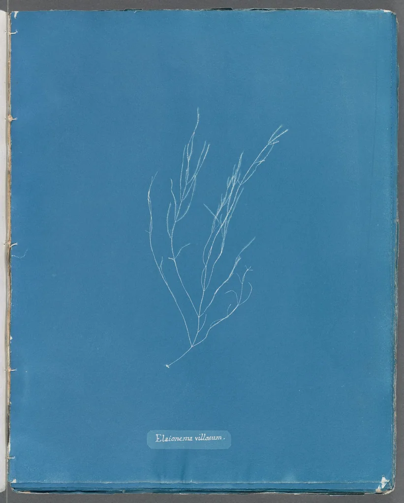 An illustration from Photographs of British algae: cyanotype impressions, 1843, leaf 216