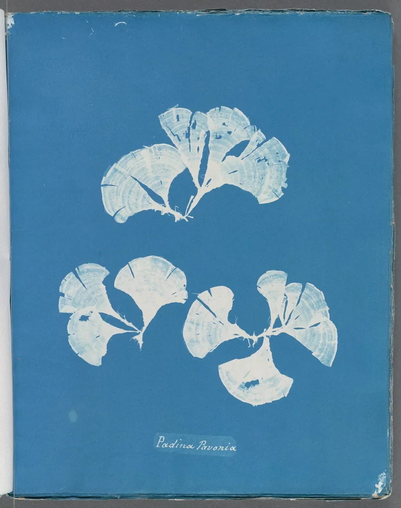 An illustration from Photographs of British algae: cyanotype impressions, 1843, leaf 217