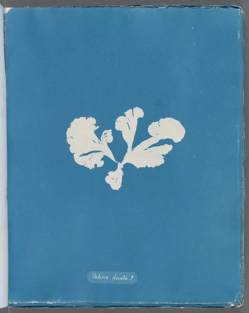 An illustration from Photographs of British algae: cyanotype impressions, 1843, leaf 218