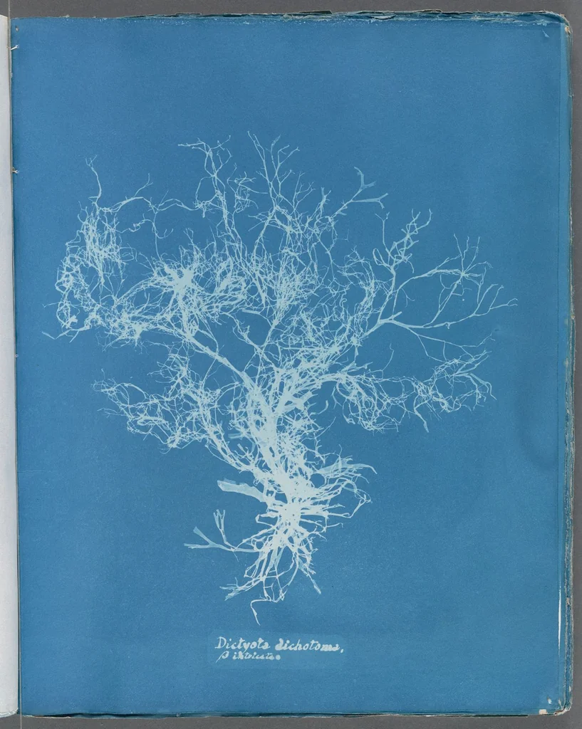 An illustration from Photographs of British algae: cyanotype impressions, 1843, leaf 219