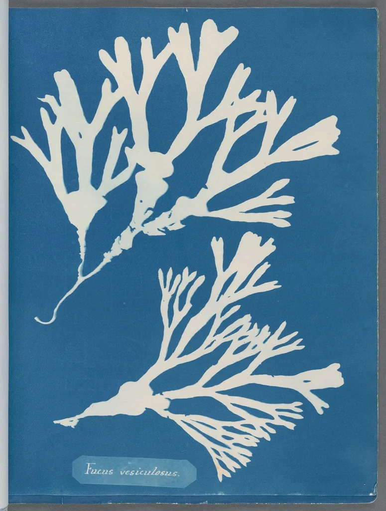 An illustration from Photographs of British algae: cyanotype impressions, 1843, leaf 22