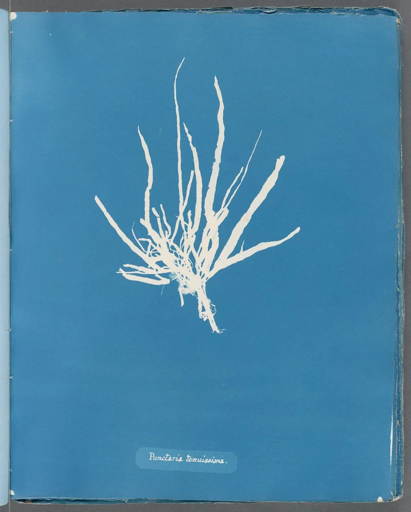 An illustration from Photographs of British algae: cyanotype impressions, 1843, leaf 220