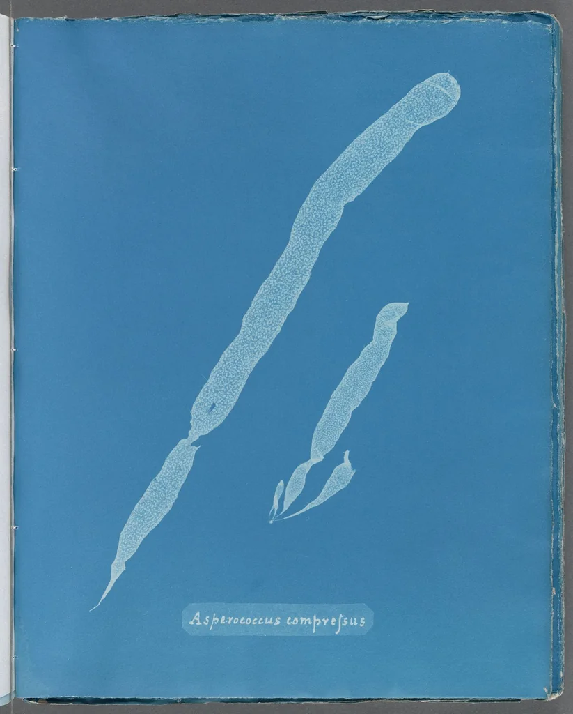 An illustration from Photographs of British algae: cyanotype impressions, 1843, leaf 221