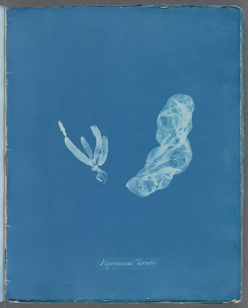 An illustration from Photographs of British algae: cyanotype impressions, 1843, leaf 222